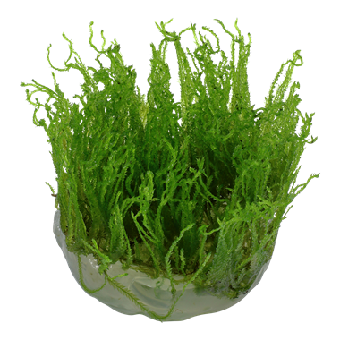 Taiwan Moss Taxiphyllum Alternans