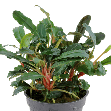 Tropica Pots - Bucephalandra sp. 'Red' - Red Leaf Aquascaping