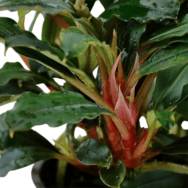 Tropica Pots - Bucephalandra sp. 'Red' - Red Leaf Aquascaping